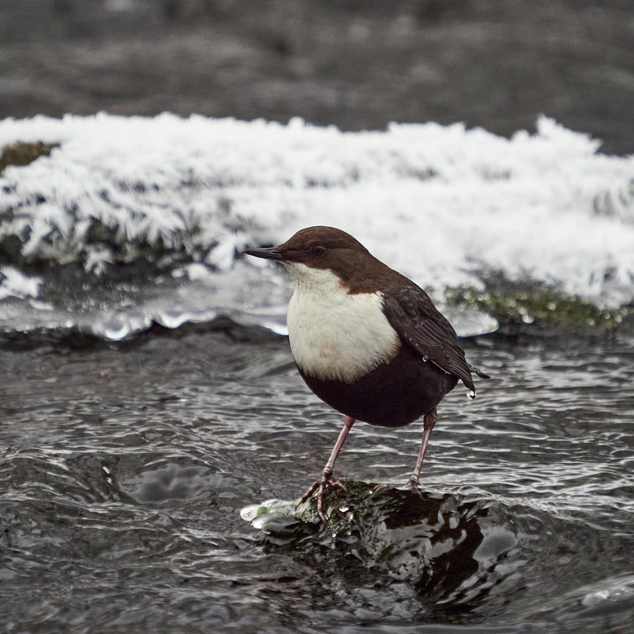 Deep thoughts. White-throated dipper Photograph by Jouko Lehto