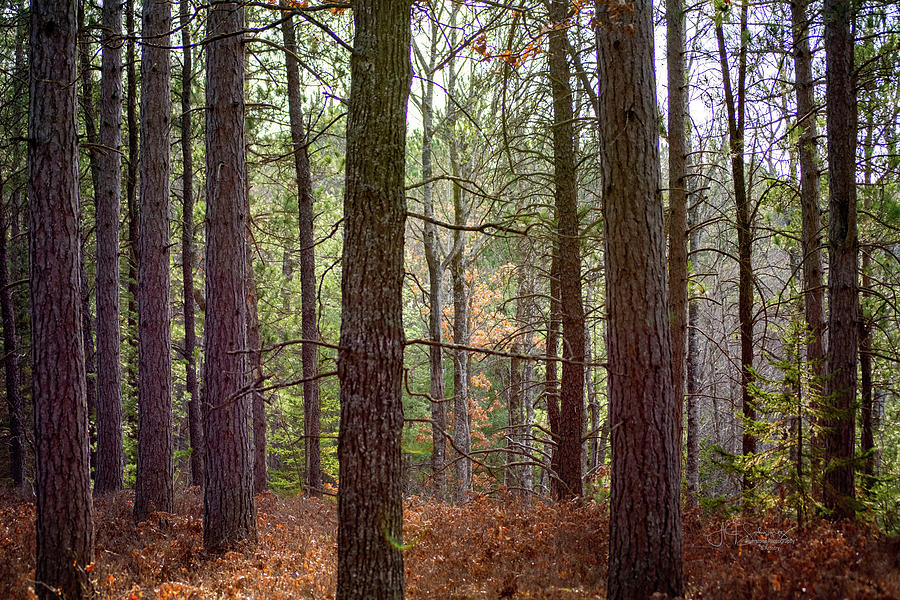Tree Photograph - Deep Woods by Allyson Schwartz