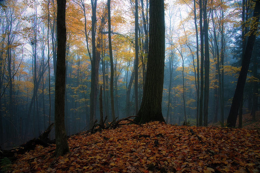 Deep Woods Photograph by Dmitri Sotnikov - Fine Art America