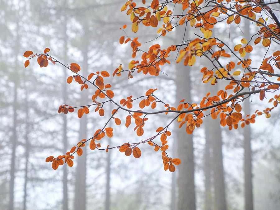 Tree Photograph - Deep woods. Foggy morning. Autumn, S. Huetor Natural Park. Spain by Guido Montanes Castillo