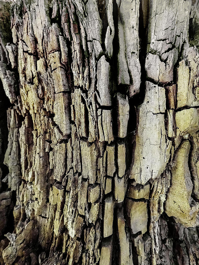 Deeply Textured Wood Photograph by DonaRose