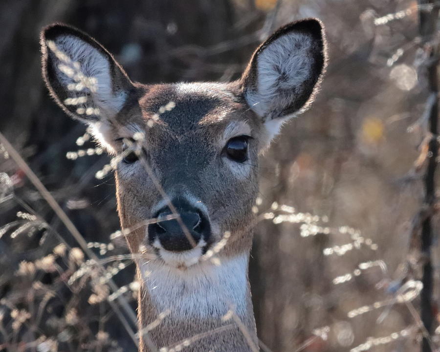 Deer 1064 Photograph by John Moyer