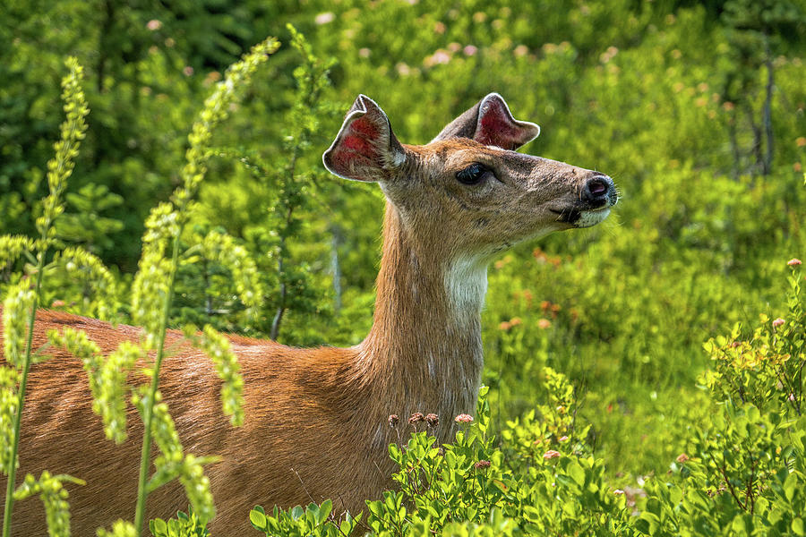 Deer #2 Photograph by Alberto Zanoni