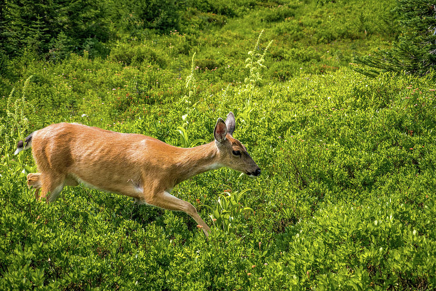 Deer #3 Photograph by Alberto Zanoni