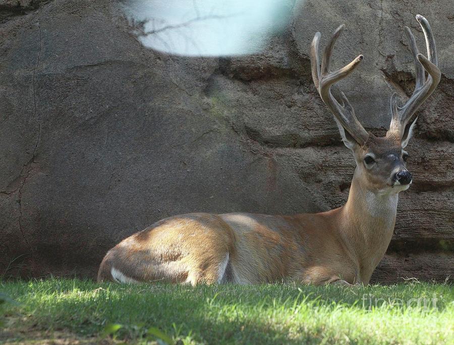 Deer Alert Photograph by On da Raks