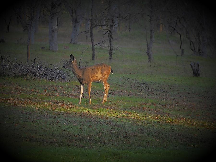 Deer Alert Photograph by Richard Thomas