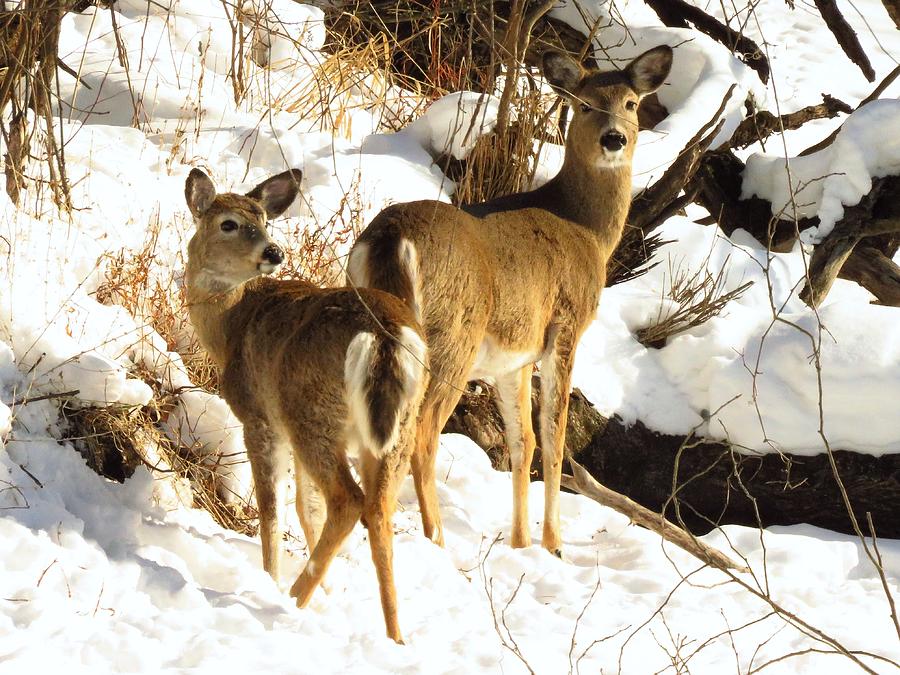 Deer Along the Creekbank  Photograph by Lori Frisch