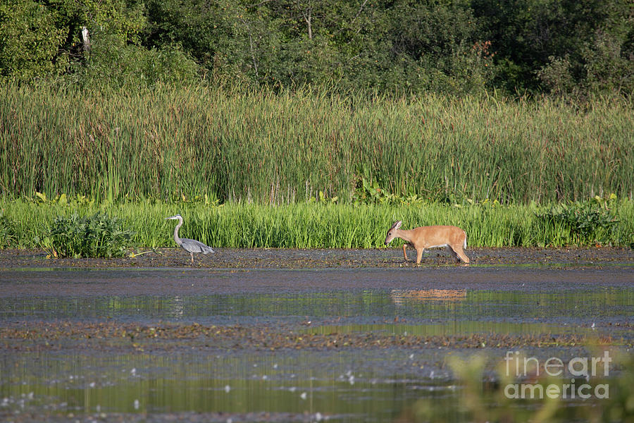 Deer and a Heron Photograph by Jeannette Hunt