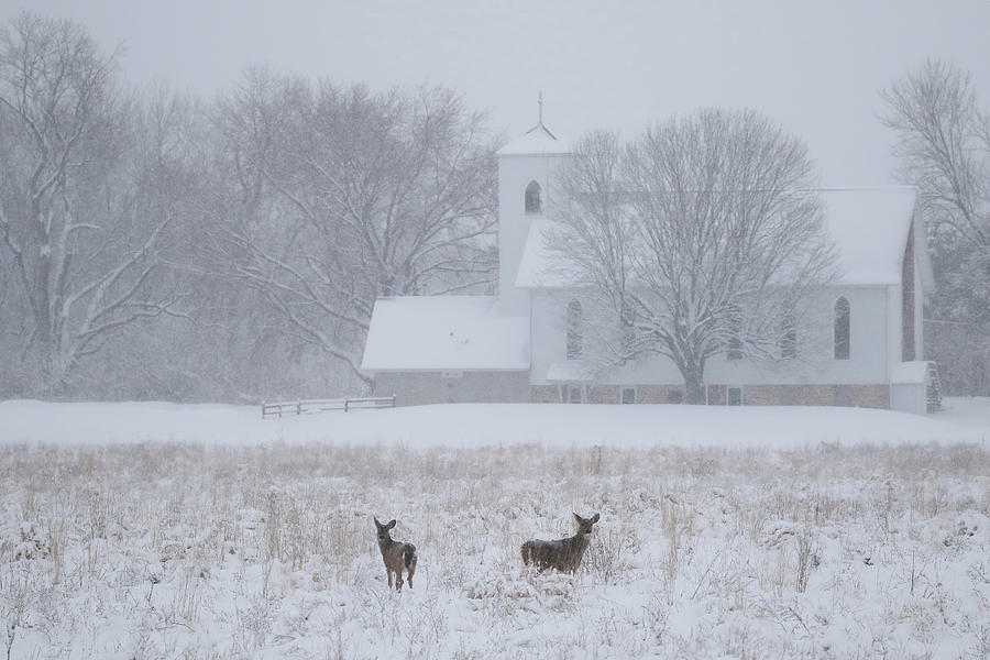 Deer and Chapel Photograph by Brook Burling