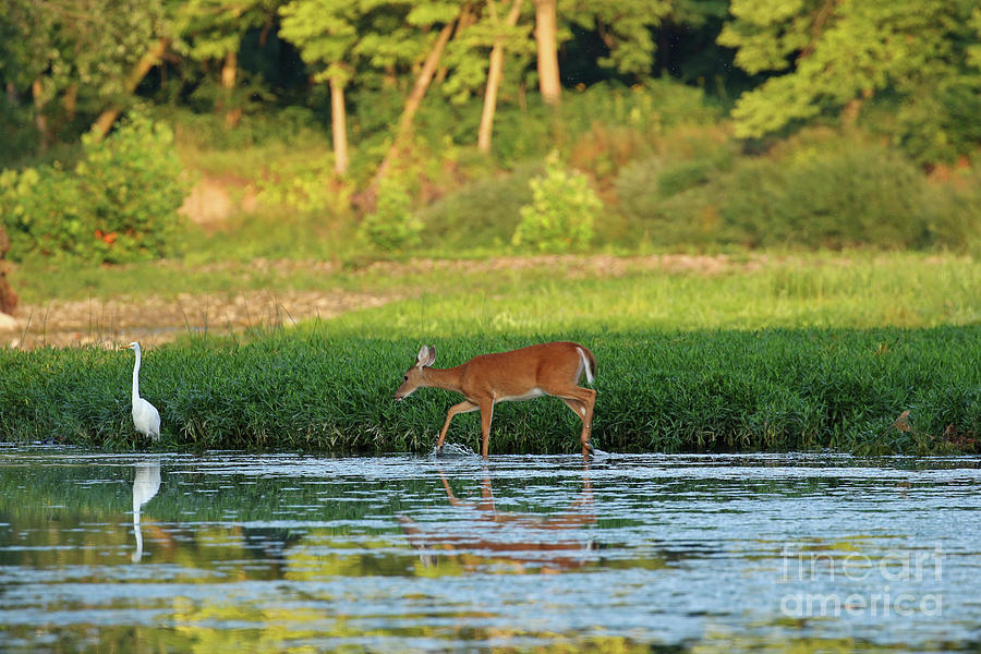 Deer and Egret in Maumee River at Side Cut Park 2682 Photograph by Jack Schultz