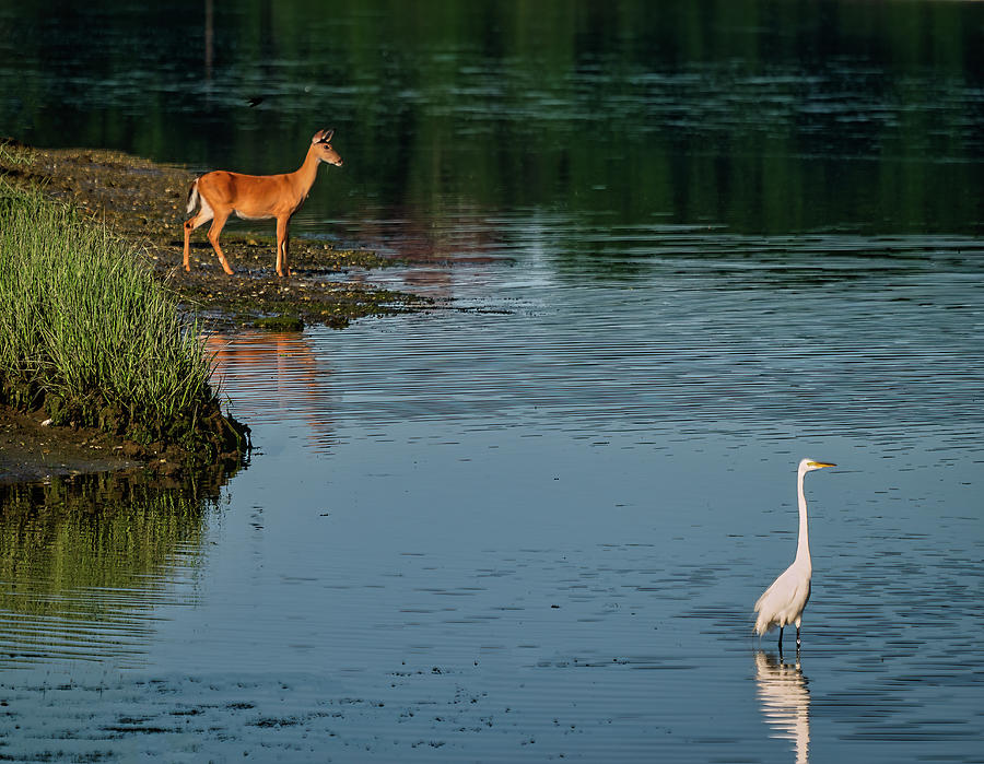 Deer and Egret Photograph by Roni Chastain