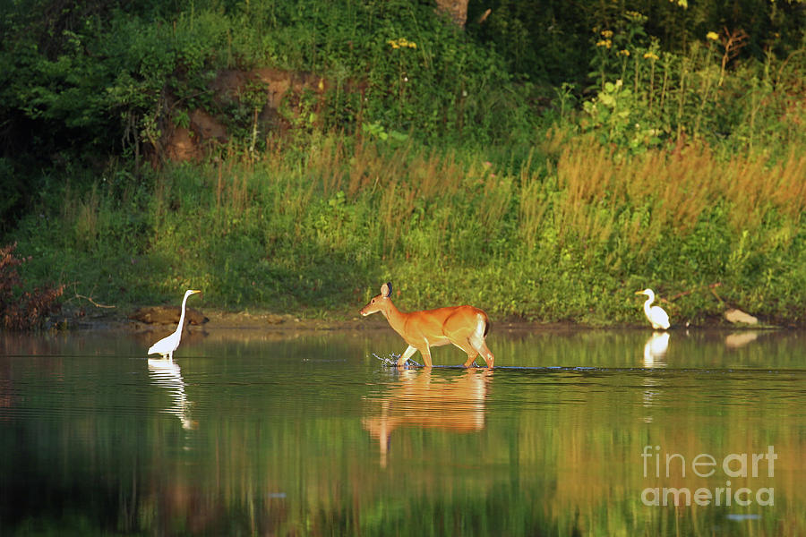 Deer and Egrets in Morning Light 2729 Photograph by Jack Schultz