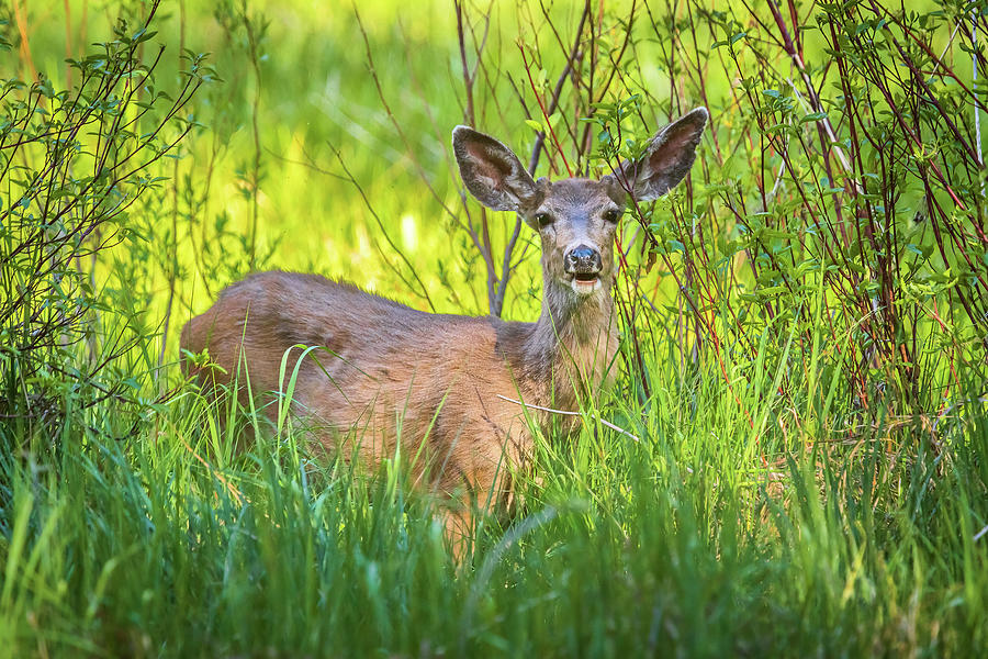 Deer And Meadow 3 Photograph