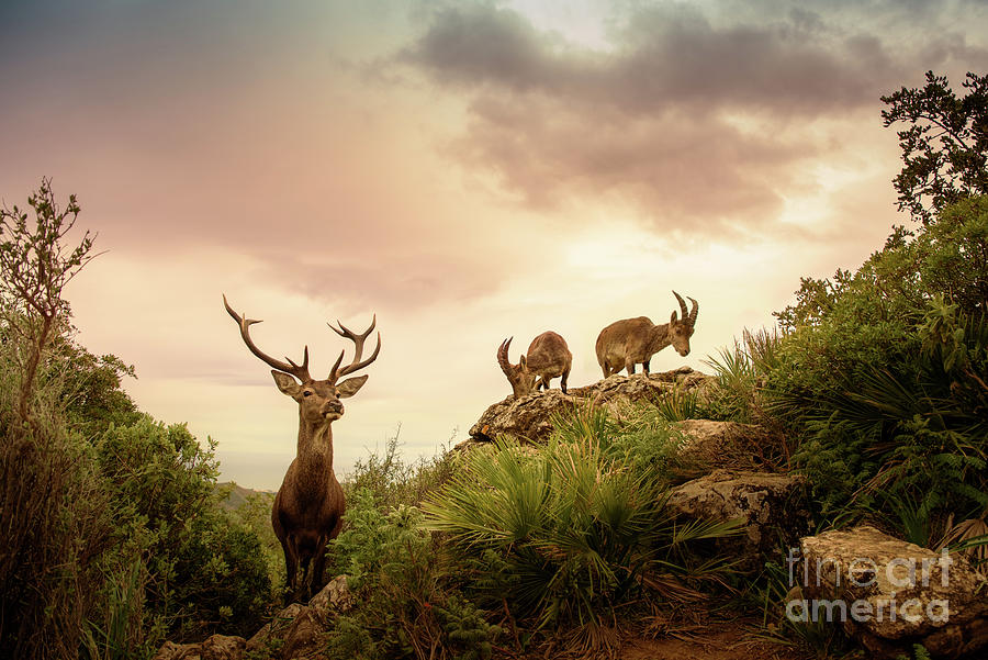 Deer and Mountain Goats Photograph by Naomi Maya