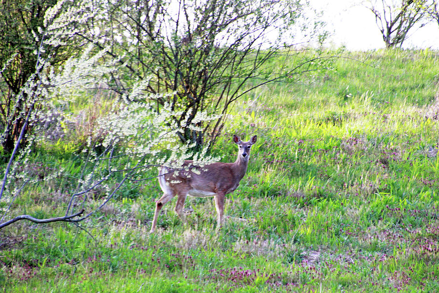 Deer and Spring Blossoms Photograph by Angela Murdock