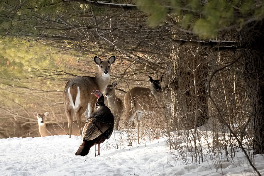 Deer and Turkey Enjoying Nature Photograph by Paulette Marzahl
