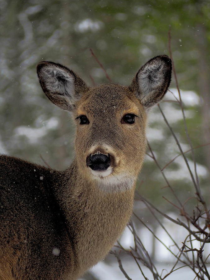 Deer Photograph by Anna Robben - Fine Art America