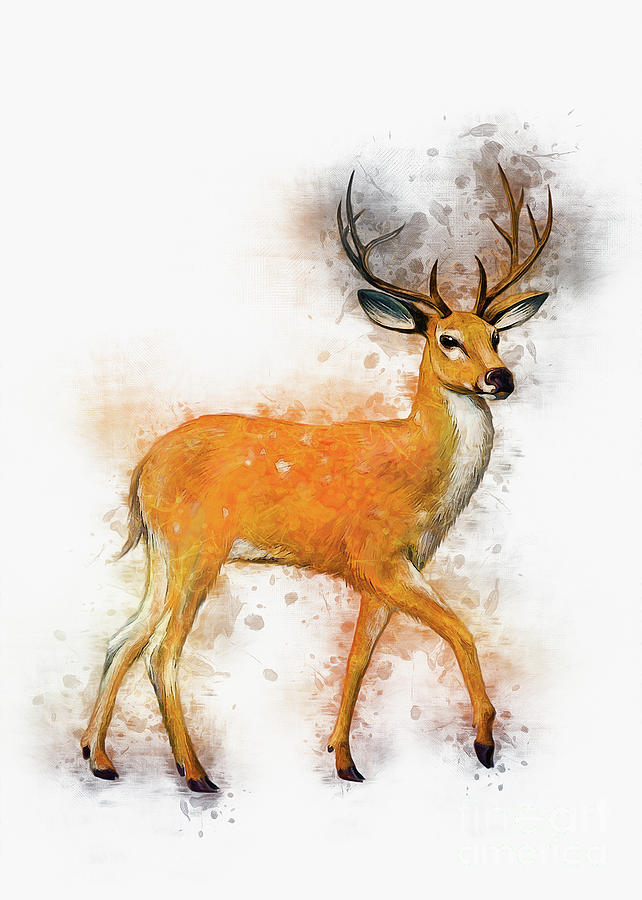 Deer Art Drawing by Ian Mitchell