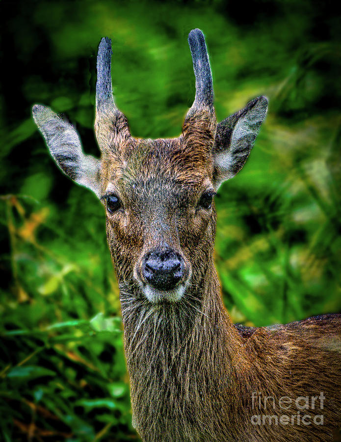 Deer at Blackwater Photograph by Nick Zelinsky Jr