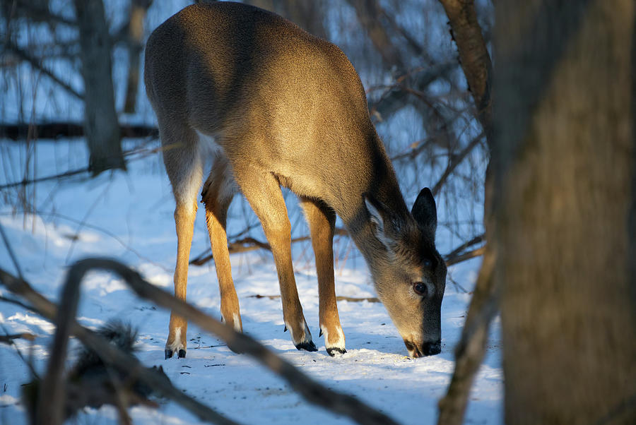 Deer at Dusk Photograph by Flinn Hackett