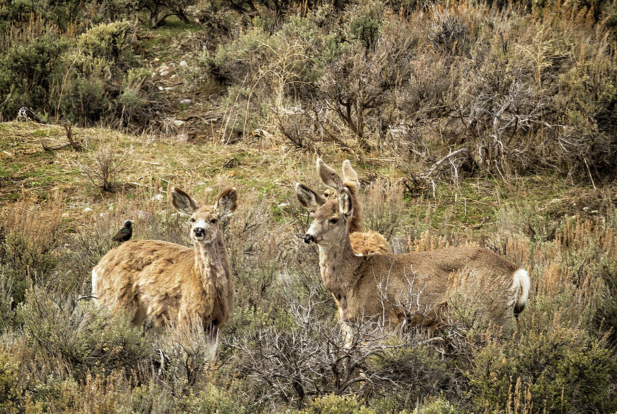 Deer at Gros Ventre Photograph by Belinda Greb
