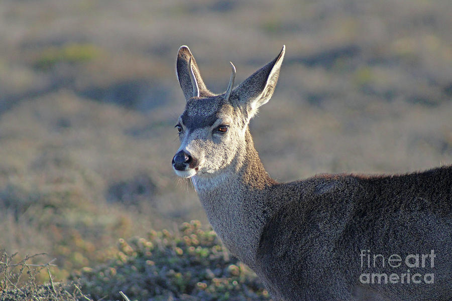 Deer at Montana de Oro Photograph by Michael Rock