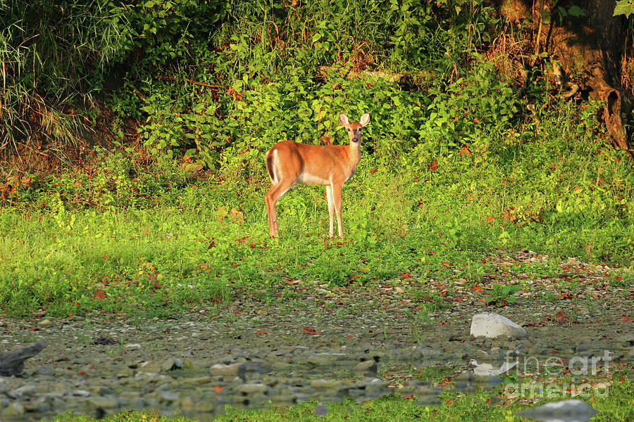 Deer at Side Cut Park Maumee Ohio 2509 Photograph by Jack Schultz
