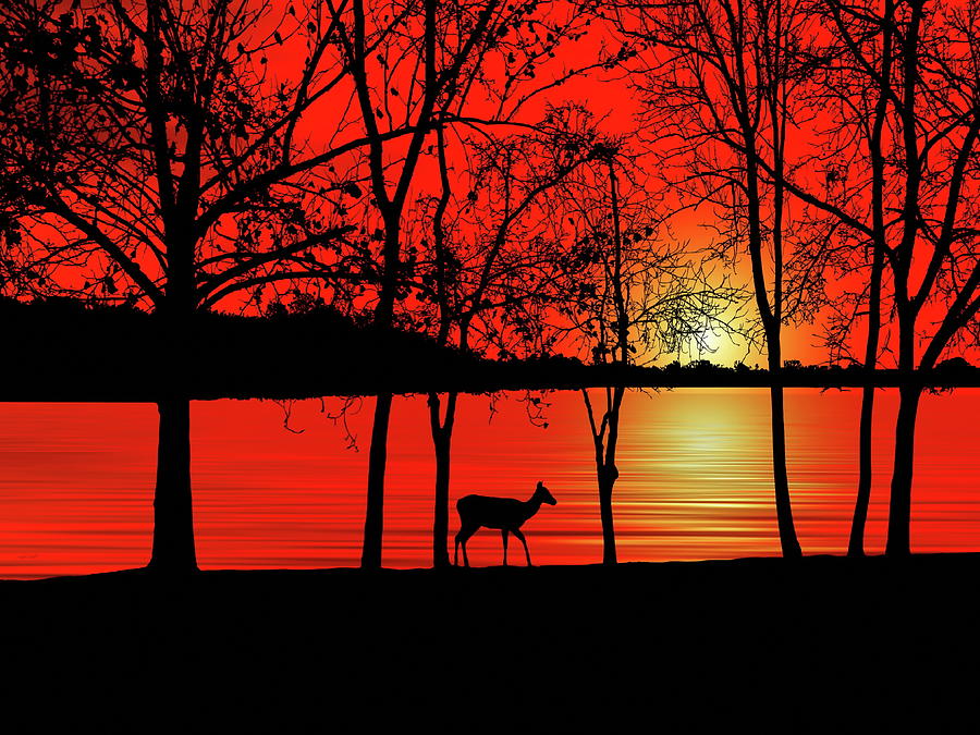 Deer Photograph - Deer at Sunset by Andrea Kollo
