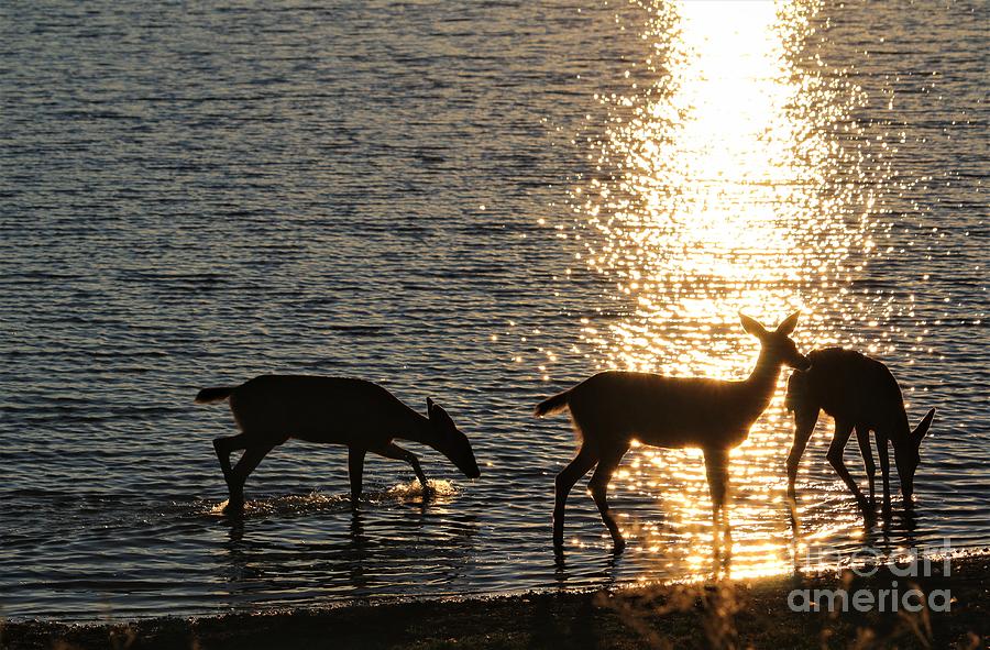 Deer Photograph - Deer at Sunset by Nick Gustafson