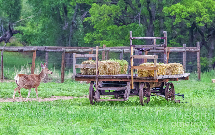 Deer at the Hay Wagon Photograph by Shirley Dutchkowski