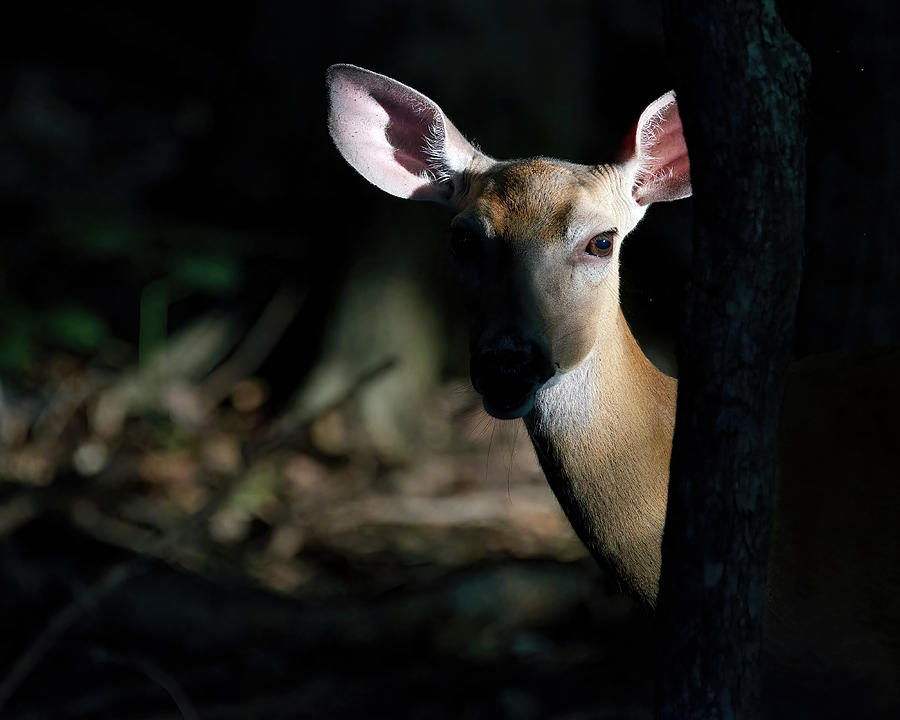 Deer Behind a Tree Photograph by Flinn Hackett