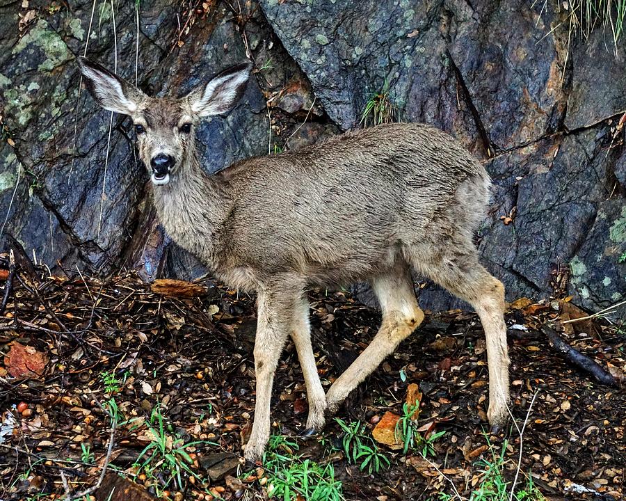 Mule Deer Sequoia National Park  Photograph by Brett Harvey