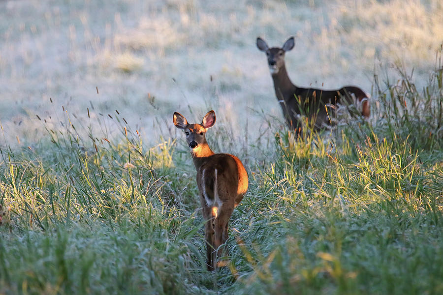 Deer Photograph by Brook Burling