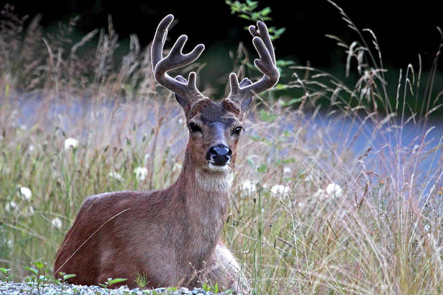 Deer Buck Resting Photograph by Peggy Collins