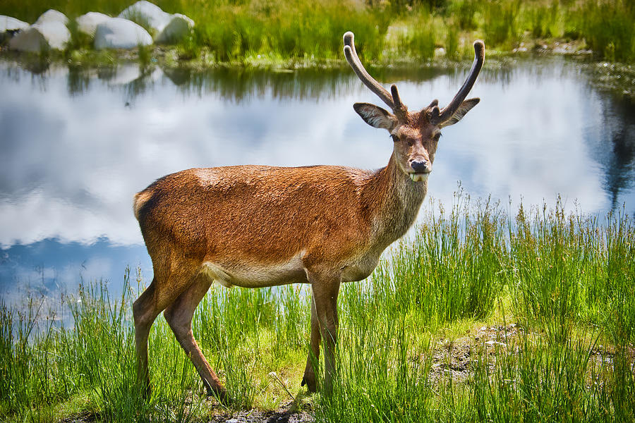 Deer Photograph - Deer by the Pond - Scotland by Stuart Litoff