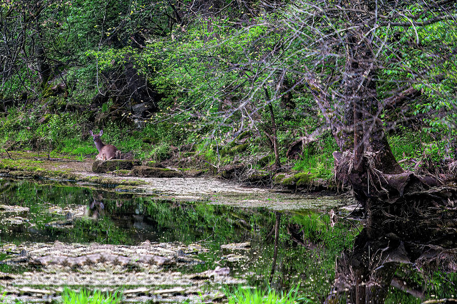 Deer by the Stream Photograph by Anthony Jones