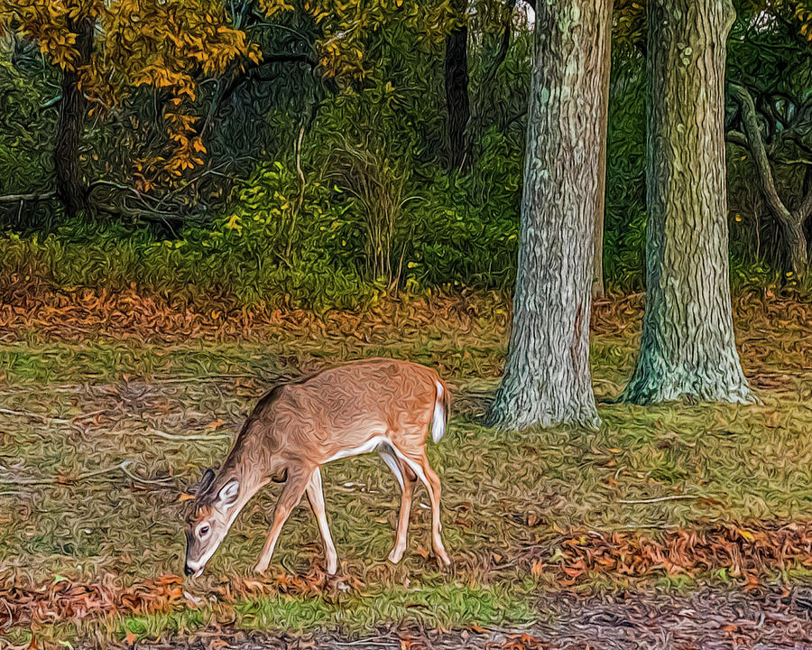 Deer Photograph by Cathy Kovarik