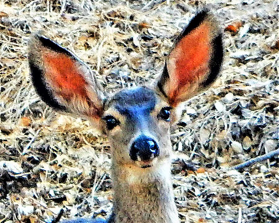 Deer Close Up Photograph by Andrew Lawrence