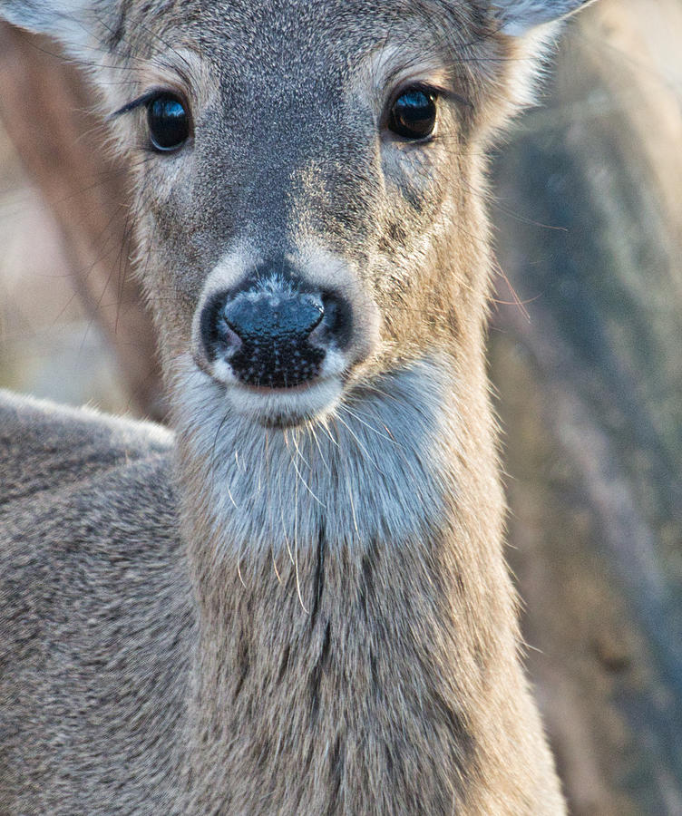 Deer Closeup Photograph by Judy Link Cuddehe