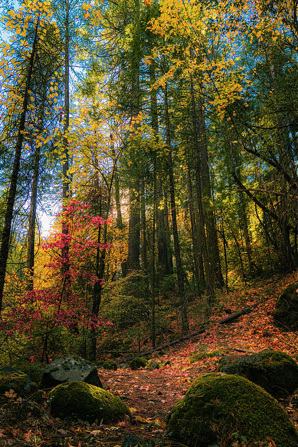 Deer Creek Trail Autumn Splendor Photograph by Mike Lee