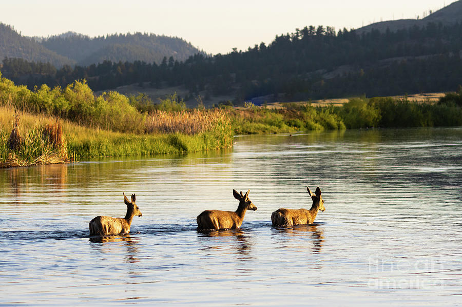 Deer Crossing River Photograph