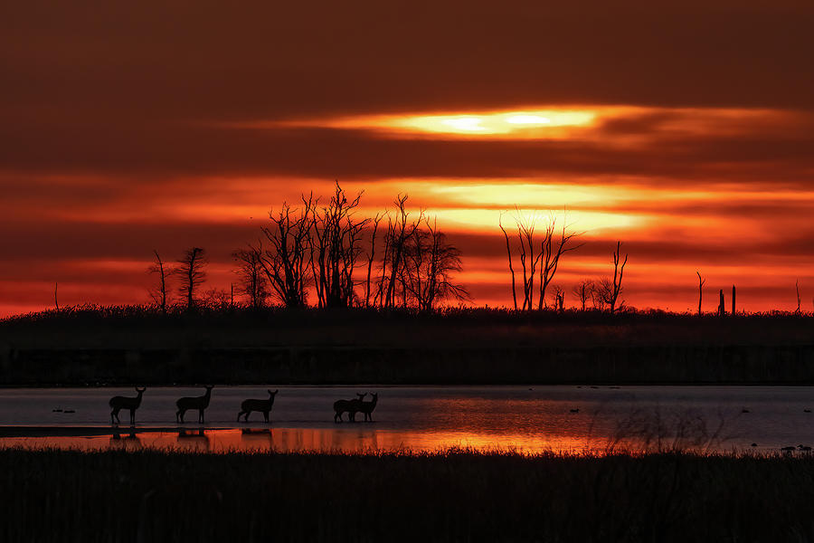 Deer Crossing The Marsh at Sunrise Photograph by Kristia Adams