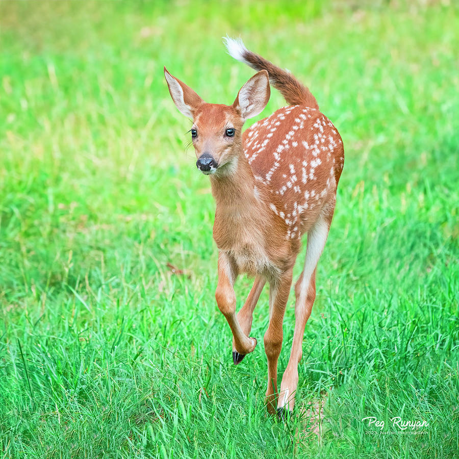 Deer Dash Photograph by Peg Runyan