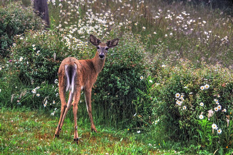 Deer Photograph