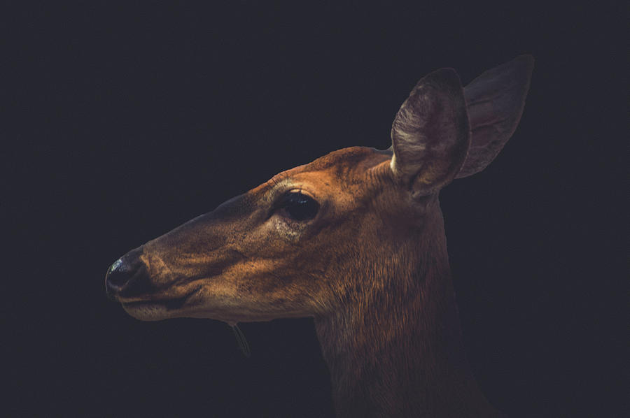 Deer Photograph - Deer Daze by Tiffany Anthony