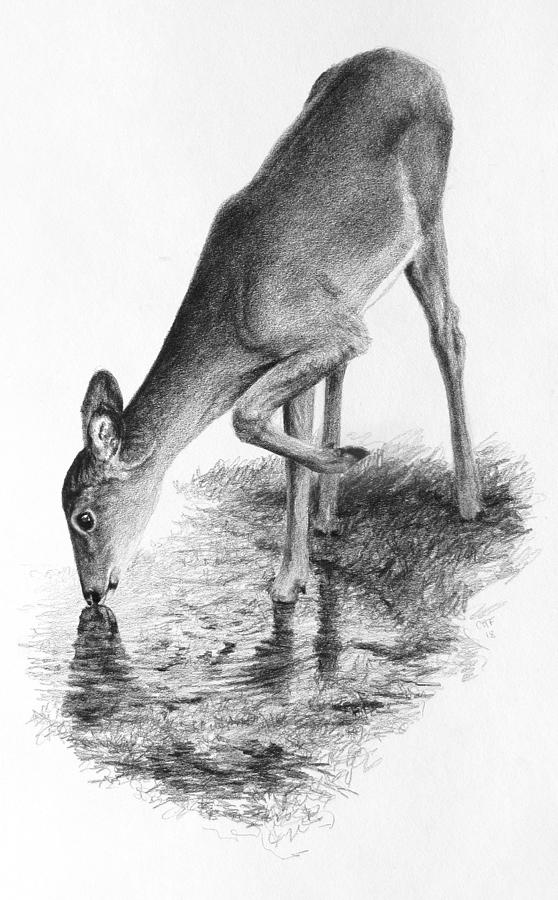How to draw deer scenery with a Pen  How to draw deer in the forest   scenery drawing  YouTube