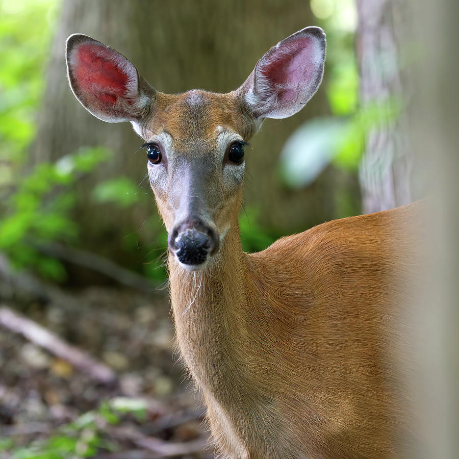 Deer Ears Photograph by Flinn Hackett