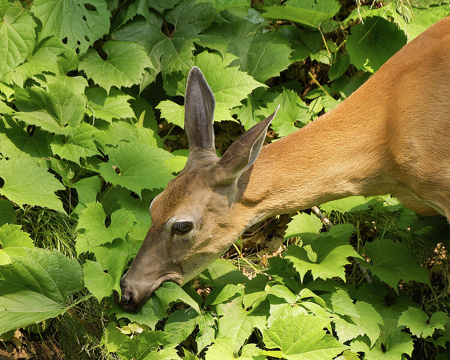 Deer Eating Leaves Photograph