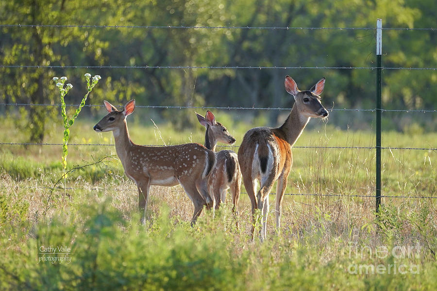 Deer family Photograph by Cathy Valle