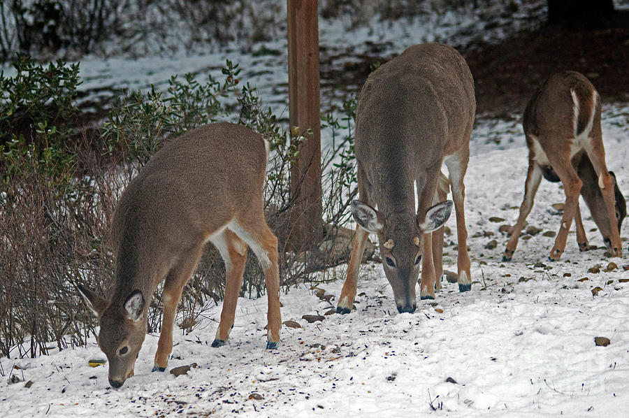 Deer family Photograph by Cindy Murphy